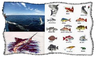 Crystal River Fishing. Many Fish Types