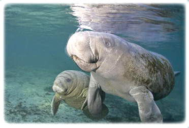 crystal river manatee