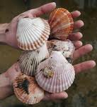 Scallop Shells