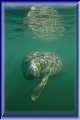 MANATEE-DOG-PADDLE-2a